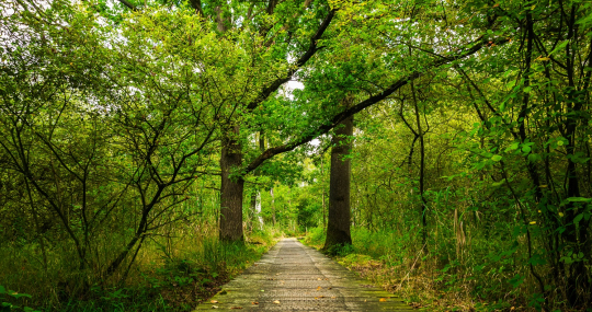 Fotograaf Marc Driesen, Kom op tegen Kanker-wandelpad